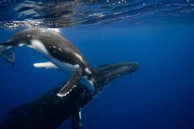 Private tour whale watching and snorkeling in Moorea - How the whale-watching rules shape the whole experience