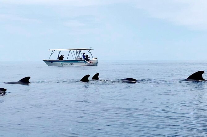 Private tour whale watching and snorkeling in Moorea - Lagoon swap if you get seasick: A smart flexibility move