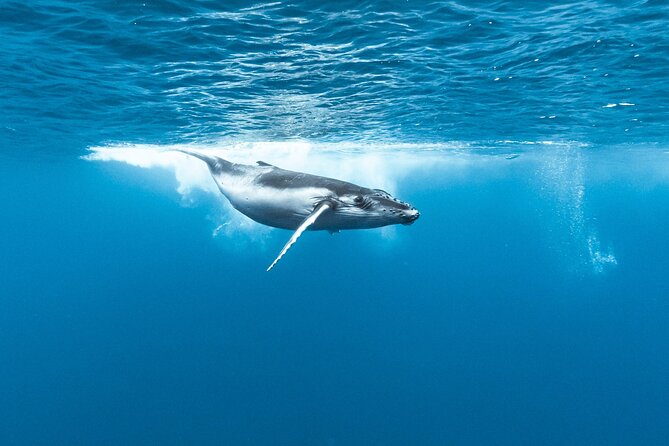 Private tour whale watching and snorkeling in Moorea - What’s included (and what you’ll likely spend extra on)