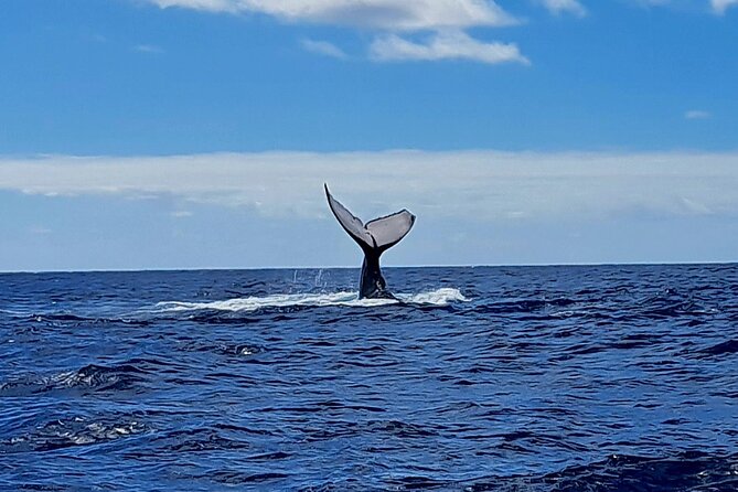 Private tour whale watching and snorkeling in Moorea - What to expect from the timeline (roughly 4 hours)