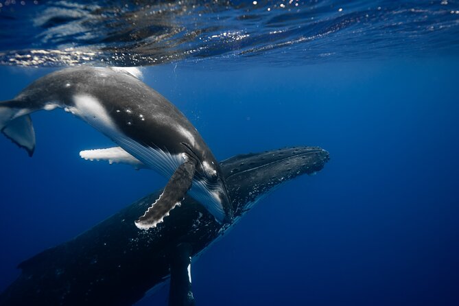 Private tour whale watching and snorkeling in Moorea - How the whale-watching rules shape the whole experience