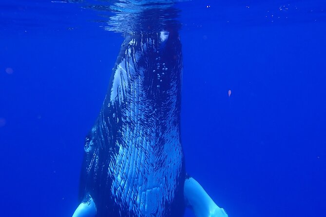 Private Tour Whale Watching Half Day Tour - A half-day that trades rote sightseeing for animal behavior