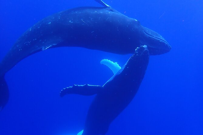 Private Tour Whale Watching Half Day Tour - What you might see: humpbacks plus a whole cast of ocean life