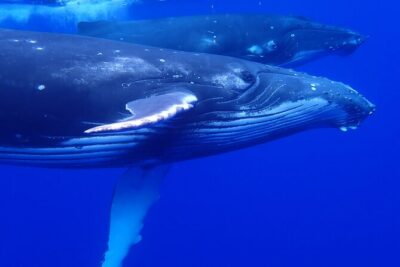 Private Tour Whale Watching Half Day Tour - On the water: what “gentle approach” means in practice