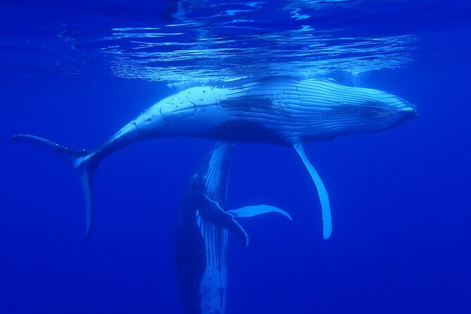 Private Tour Whale Watching Half Day Tour - Moorea Marina meeting point and what to handle yourself