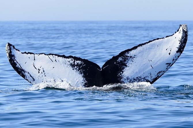 Private Tour Whale Watching Half Day Tour - Comfort and boat notes: what to expect and what to watch