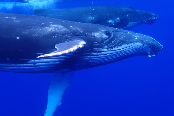 Private Tour Whale Watching Half Day Tour - On the water: what “gentle approach” means in practice