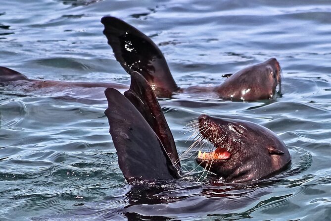 Private Tour: Whale Watching Shared Boat Trip from Cape Town - Entering the harbour: your whale briefing before you go