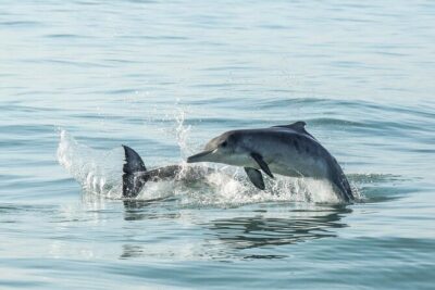Private Tour: Whale Watching Shared Boat Trip from Cape Town - After the whales: lunch options and whale-coast walking time