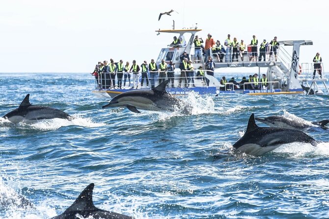 Private Tour: Whale Watching Shared Boat Trip from Cape Town - Whale-coast return: old whaling towns and coastal history