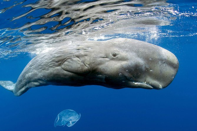 Private Whale and Dolphin Whale Watching Boat Tour - Key highlights before you go