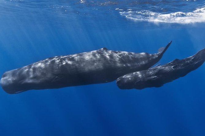 Private Whale and Dolphin Whale Watching Boat Tour - Why Dominica whale watching feels different (and better) than most