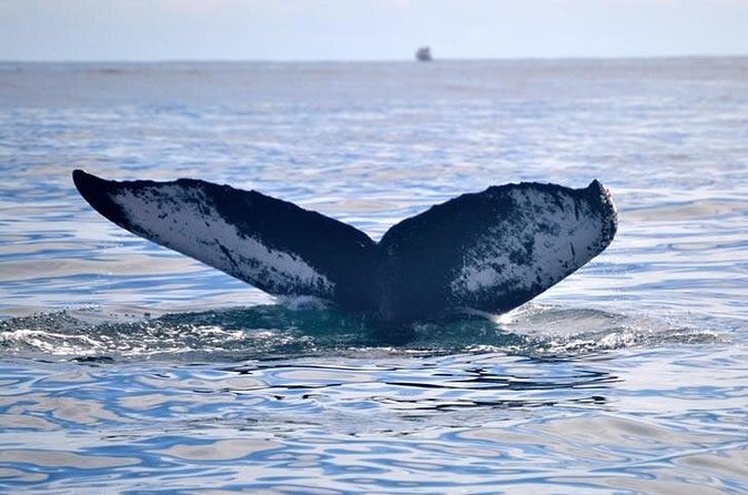 Private Whale and Dolphin Whale Watching Boat Tour - Small vessel vs luxury catamaran: what changes on the water