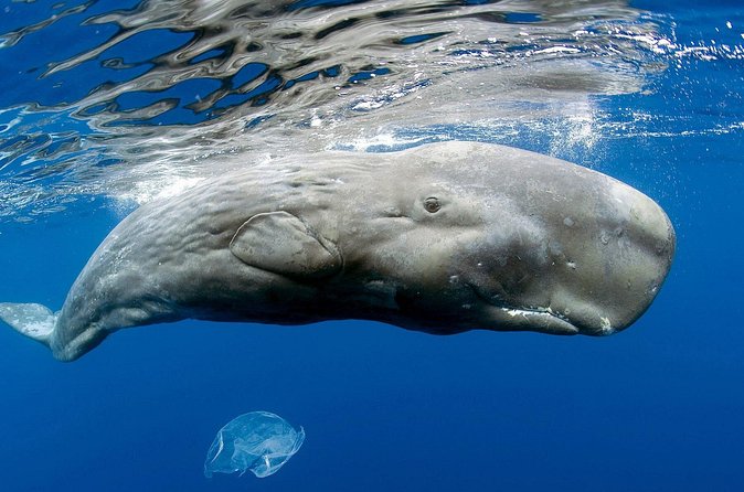 Private Whale and Dolphin Whale Watching Boat Tour - What to bring, what to skip, and how to stay comfortable