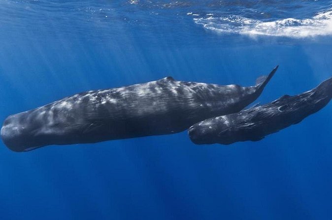 Private Whale and Dolphin Whale Watching Boat Tour - Price and value: $1,450 per private group is the real decision point