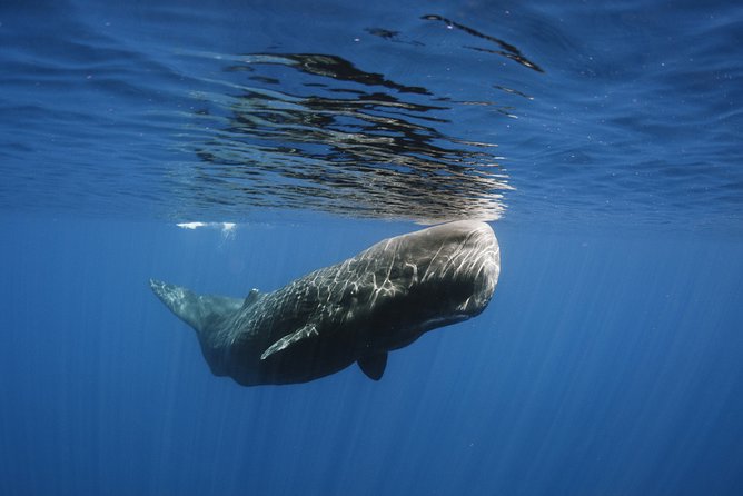 Private Whale and Dolphin Whale Watching Boat Tour - Hydrophone listening: the secret sauce for sperm whale communication