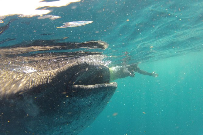Private Whale Shark All Inclusive Experience - How the 6:00 AM start shapes your whale shark odds