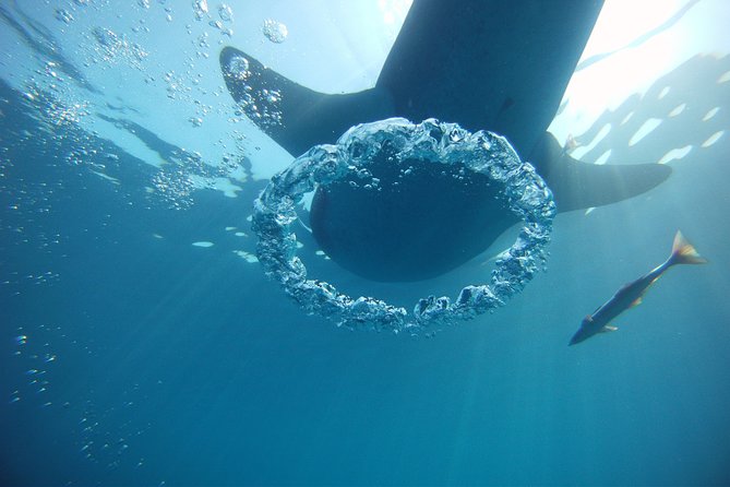Private Whale Shark All Inclusive Experience - Playa Norte lunch: the payoff that makes it feel like vacation