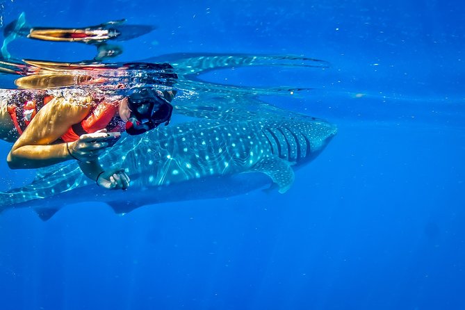 Private Whale Shark All Inclusive Experience - Gear and comfort tips that prevent silly problems