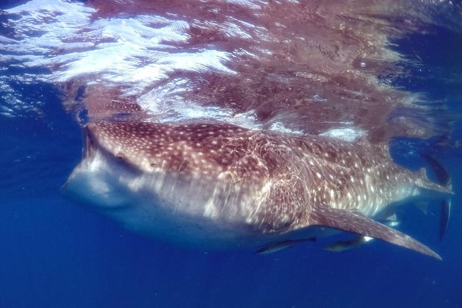 Private Whale shark Ecofriendly tour from Cancun - First stop: Hotel pickup and the Puerto Juarez briefing