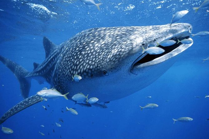 Private Whale shark Ecofriendly tour from Cancun - Snorkeling with whale sharks: your time in the water
