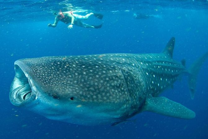 Private Whale shark Ecofriendly tour from Cancun - Lunch and reef snorkeling: what happens after the big moment