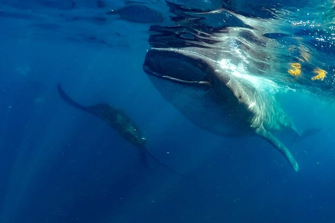Private Whale shark Ecofriendly tour from Cancun - Value check: is $895 per person worth it?