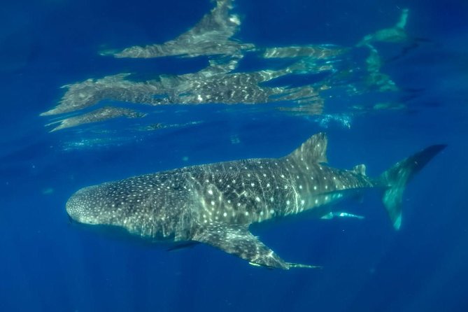 Private Whale shark Ecofriendly tour from Cancun - Who this tour fits best