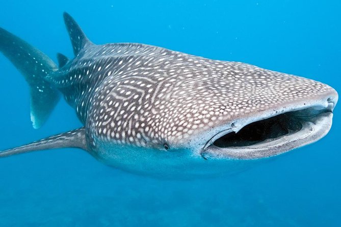 Private Whale shark Ecofriendly tour from Cancun - Should you book the Private Whale Shark ecofriendly tour from Cancun?