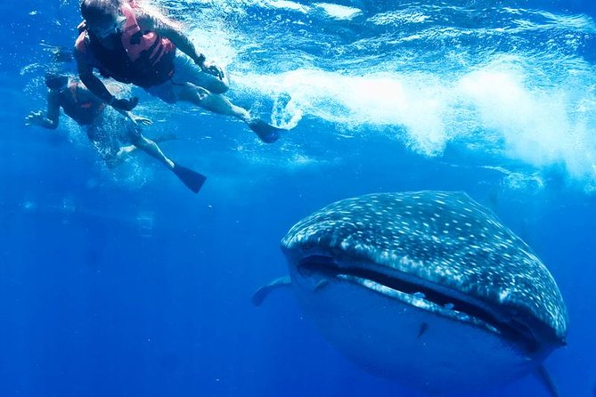Private Whale shark Ecofriendly tour from Cancun - The boat ride: how the search for the reserve works