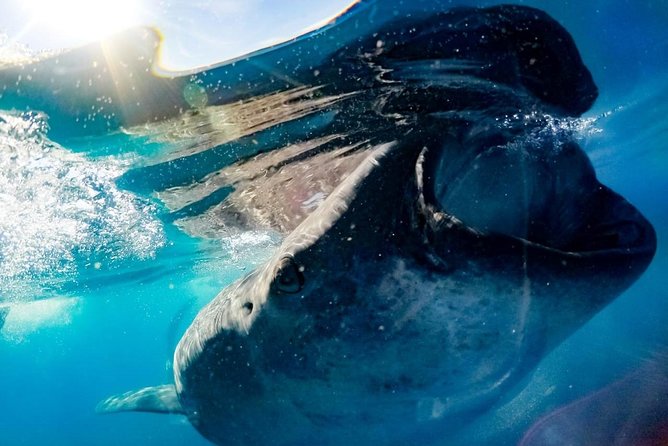 Private Whale Shark Ecofriendly Tour from Riviera Maya - Private Whale Sharks From Playa del Carmen: The Real-World Value