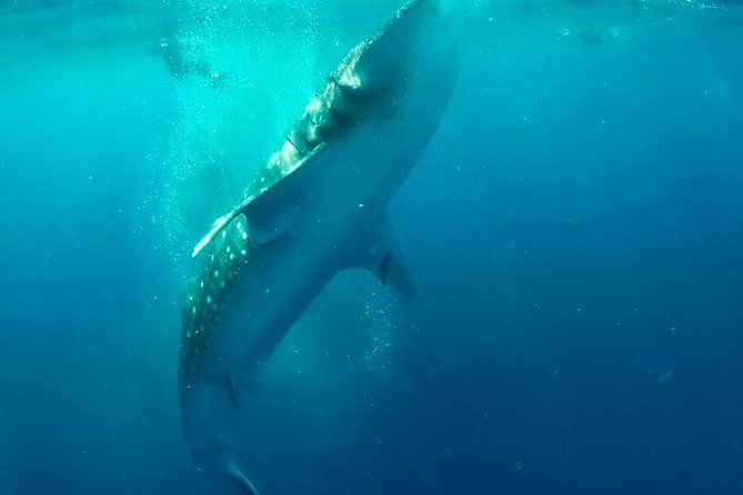 Private Whale Shark Ecofriendly Tour from Riviera Maya - Isla Contoy National Park: Big Nature in a Single Stop