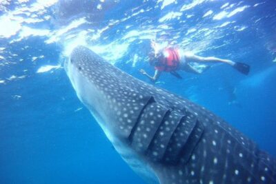 Private Whale Shark Ecofriendly Tour from Riviera Maya - VNV Marina Stage: Where the Day Gets Real
