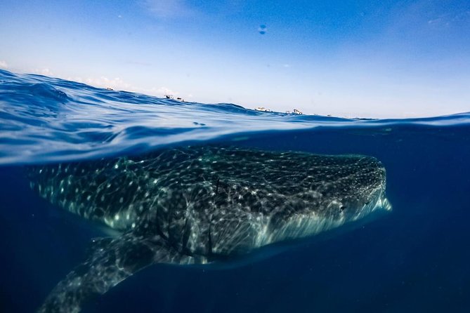 Private Whale Shark Ecofriendly Tour from Riviera Maya - Whale Shark Snorkeling: Two Short Windows That Demand Focus