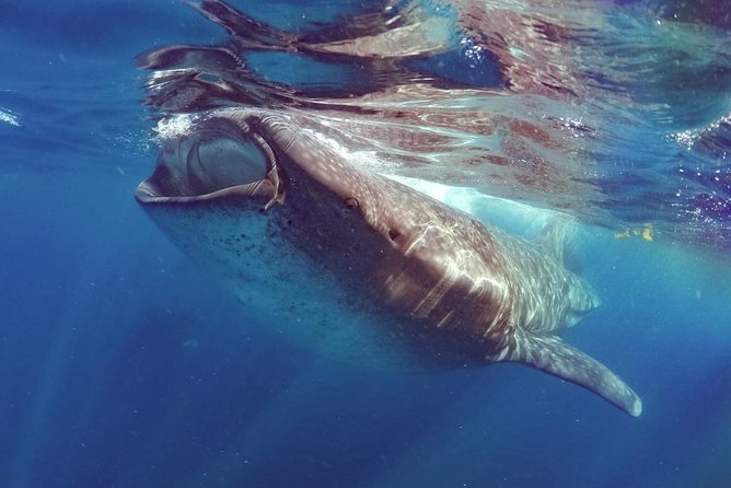 Private Whale Shark Ecofriendly Tour from Riviera Maya - Playa Norte: A Break That Keeps the Day From Turning Into Work