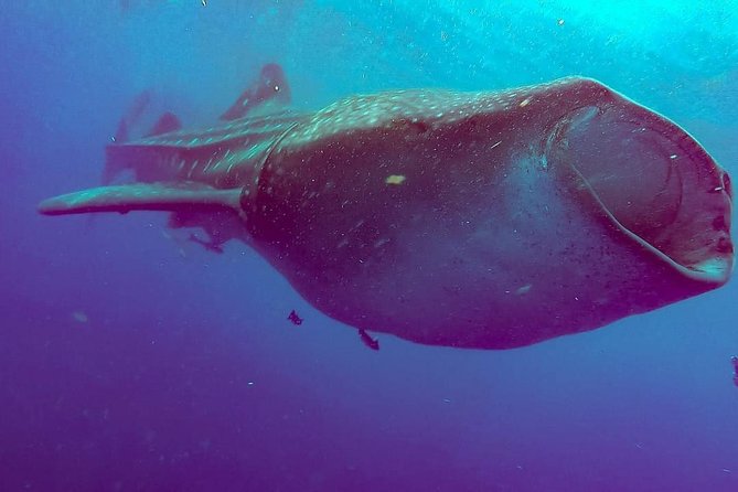 Private Whale Shark Ecofriendly Tour from Riviera Maya - Lunch and Small Comforts: Fuel Matters on a Water Day