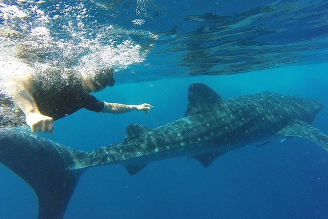 Private Whale Shark Tour from Cancun - Price and Logistics: How the Extra $30 Per Person Changes the Total