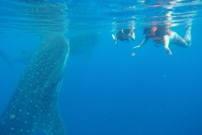 Private Whale Shark Tour from Cancun - Snorkeling With Whale Sharks: Gear, Safety, and What You Should Expect in the Water