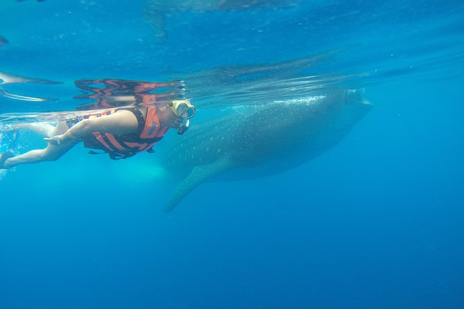 Private Whale Shark Tour from Cancun - Who This Tour Fits Best (and Who Should Reconsider)