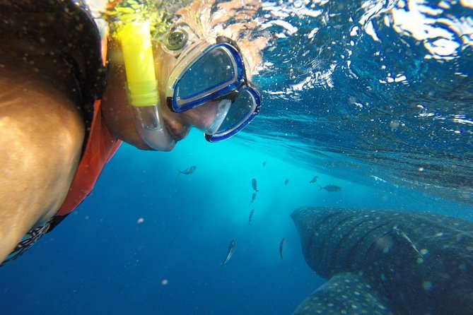 Private Whale Shark Tour from Cancun - What to Bring (and the Small Crew Details That Matter)