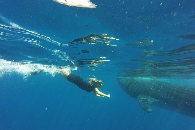 Private Whale Shark Tour from Cancun - Should You Book This Private Whale Shark Tour From Cancun?