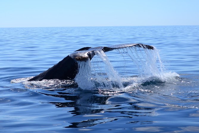 PRIVATE Whale Watch Tour | Cabo San Lucas | Biologist | FREE Pics - Marine biologist guidance: what you’ll actually learn onboard