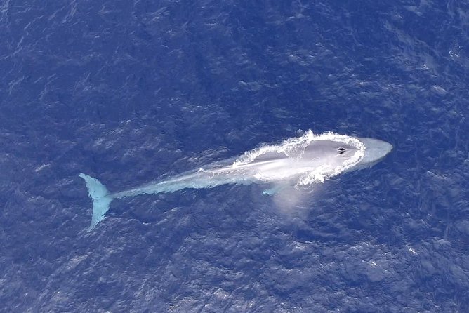 PRIVATE Whale Watch Tour | Cabo San Lucas | Biologist | FREE Pics - Where the whales come from: Sea of Cortez or the Pacific