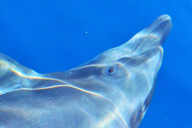 PRIVATE Whale Watch Tour | Cabo San Lucas | Biologist | FREE Pics - The best part may be the boat time (and the comfort setup)