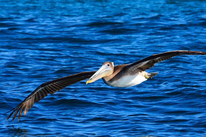 PRIVATE Whale Watch Tour | Cabo San Lucas | Biologist | FREE Pics - FREE photos are part of the value, but plan for email timing