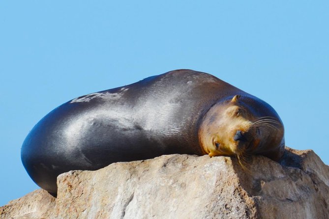 PRIVATE Whale Watch Tour | Cabo San Lucas | Biologist | FREE Pics - Price check: $369.50 makes sense when you value privacy + a biologist
