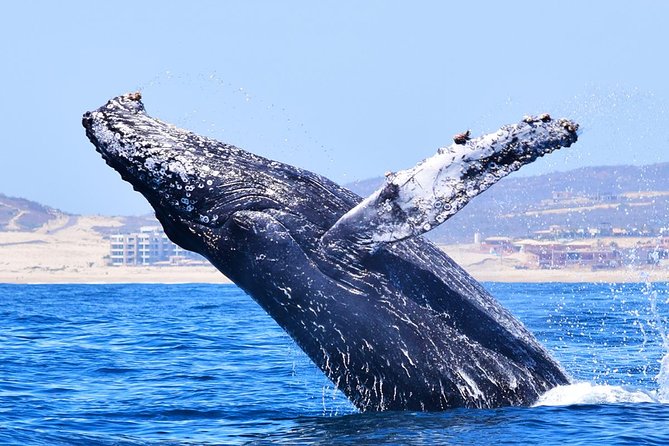 PRIVATE Whale Watch Tour | Cabo San Lucas | Biologist | FREE Pics - Who this tour is best for (and who might choose differently)