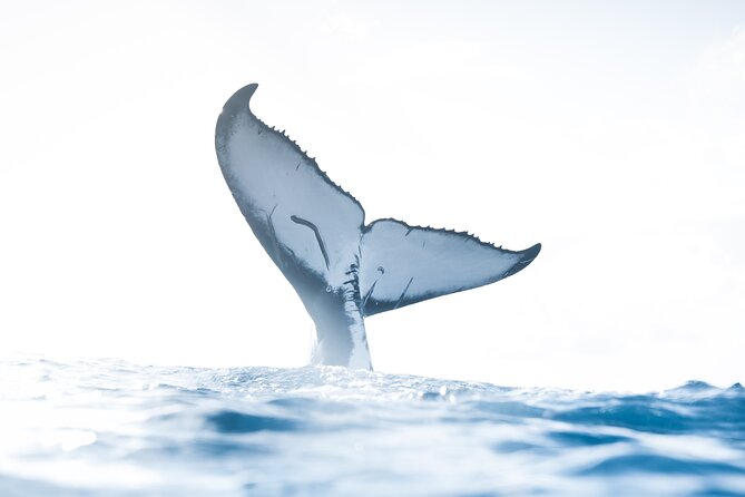 Private Whale Watching Activity: 6 passengers max - Key things to know before you go