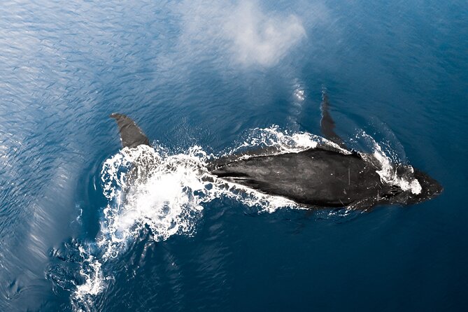 Private Whale Watching Activity: 6 passengers max - Comfort, crowd control, and spotting better from a smaller boat
