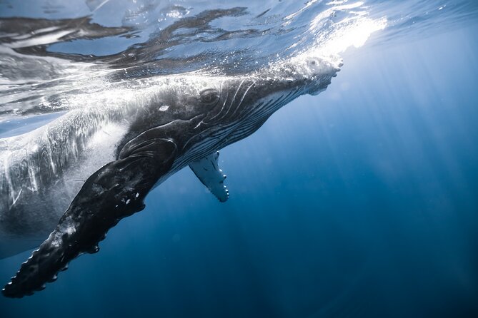 Private Whale Watching Activity: 6 passengers max - Price and value: is $500 per group fair for what you get?